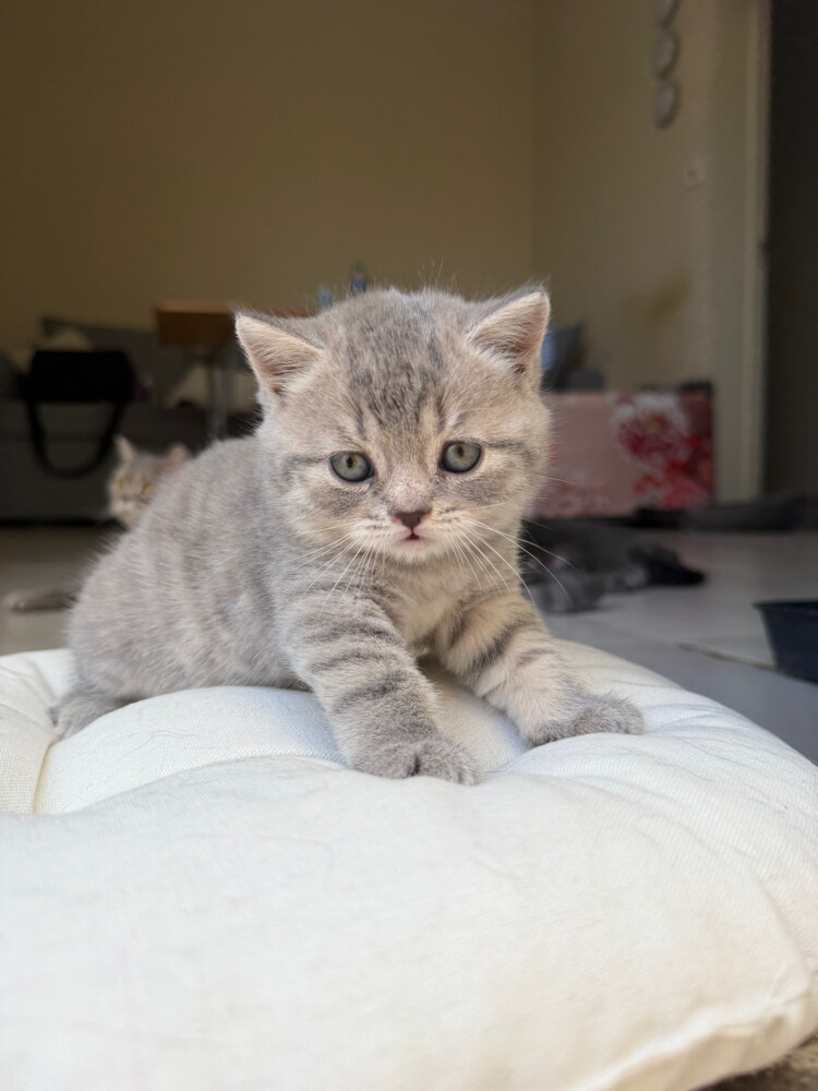 Mochi - 1