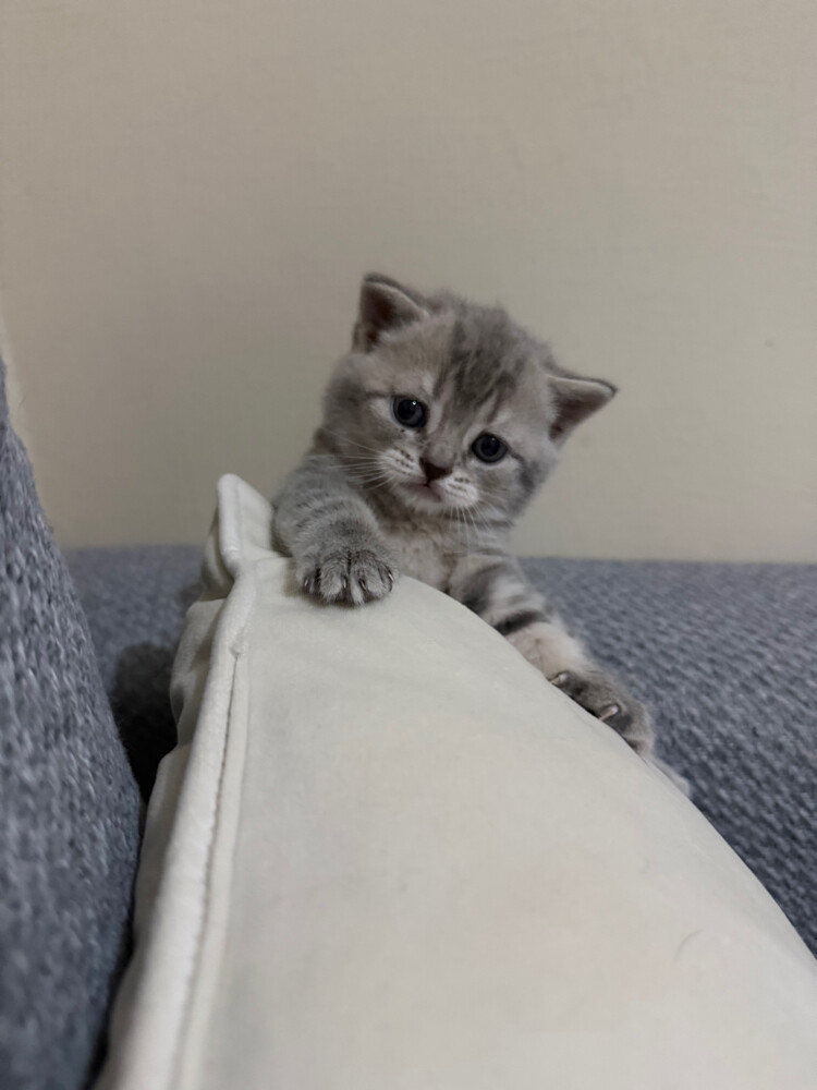 Mochi - 2