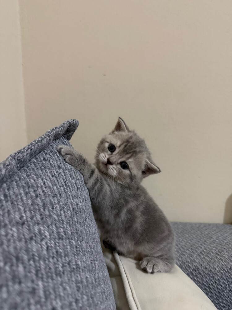 Mochi - 3