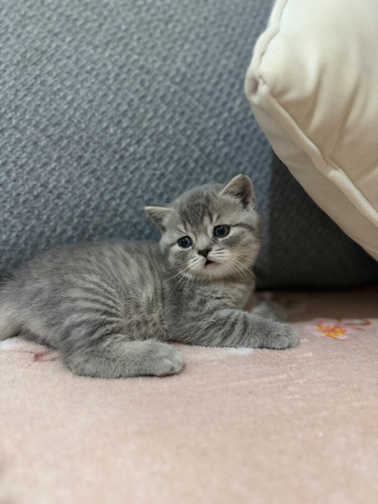 Bella - 1