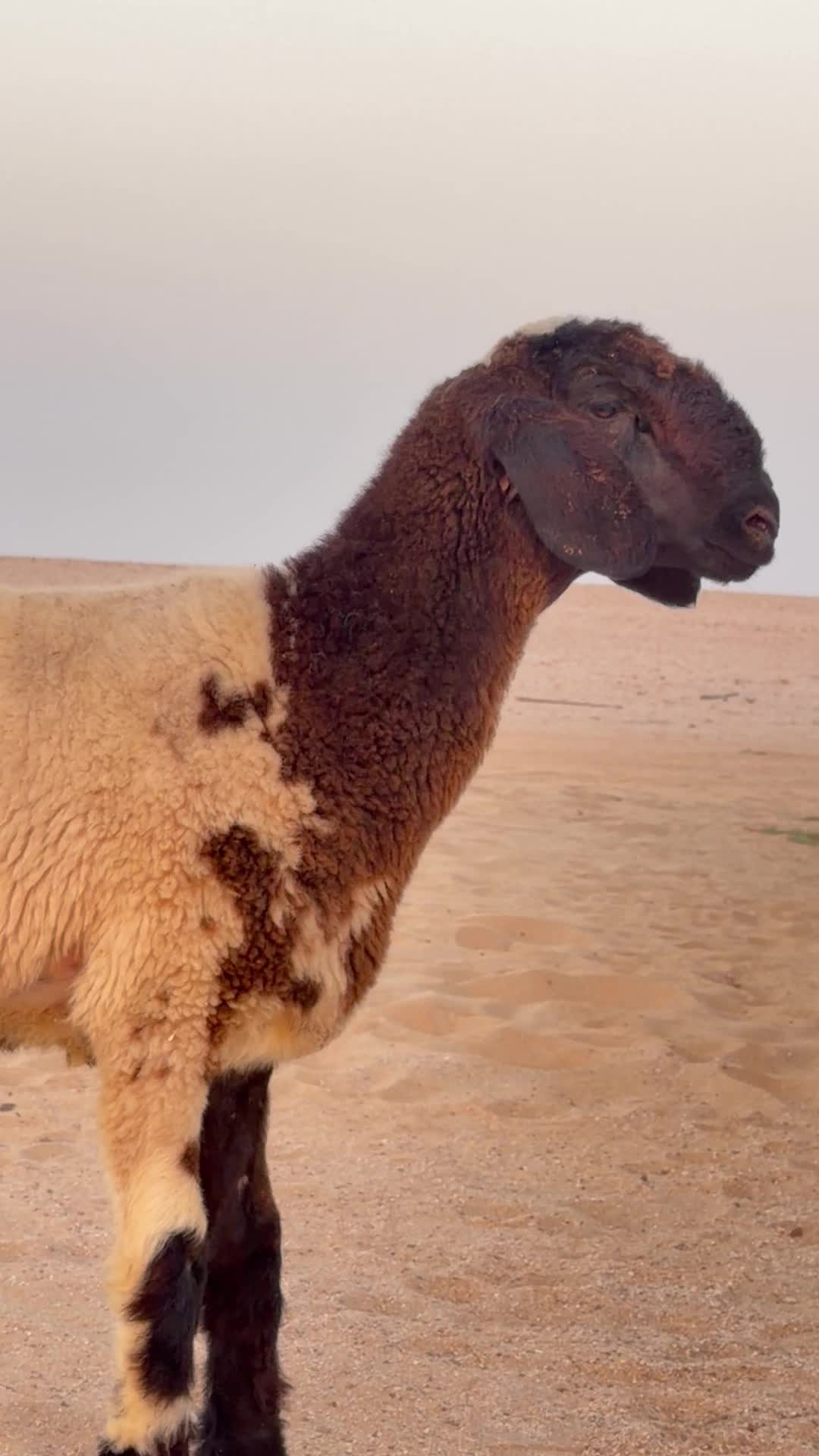 رخله سوريه صنف ومعرفه  - 2
