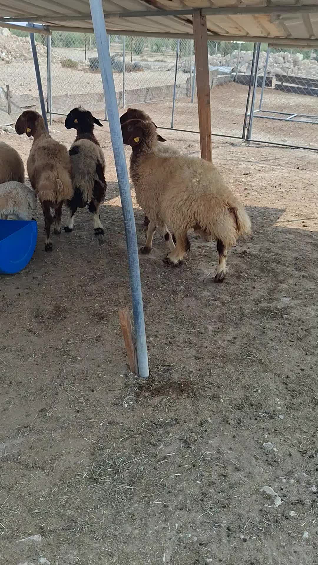 شويهات وليد - 1
