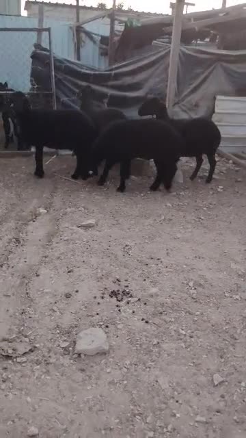 شوهات عرب طيبه ماشاءالله - 1