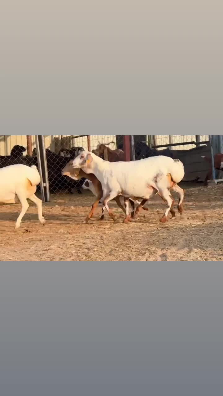 غنم بربر بيرشن أصايل فاخره طيبه  - 1