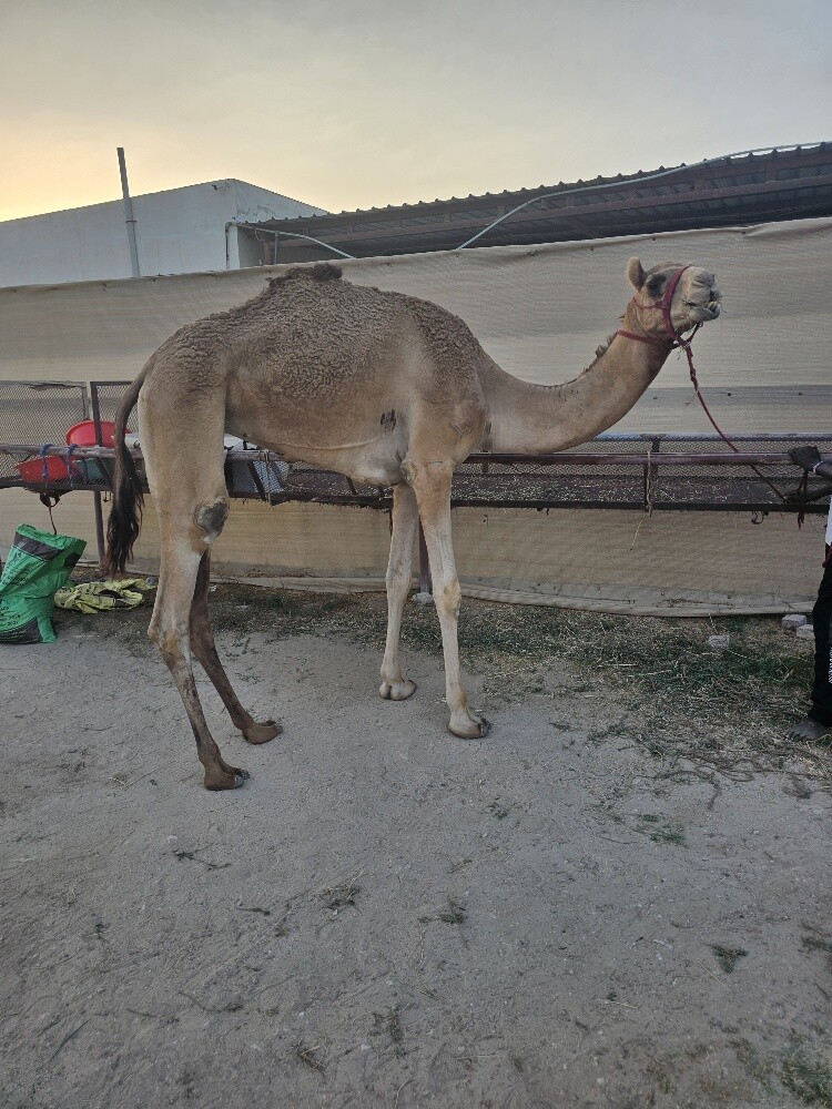 جذعه محلية - 3
