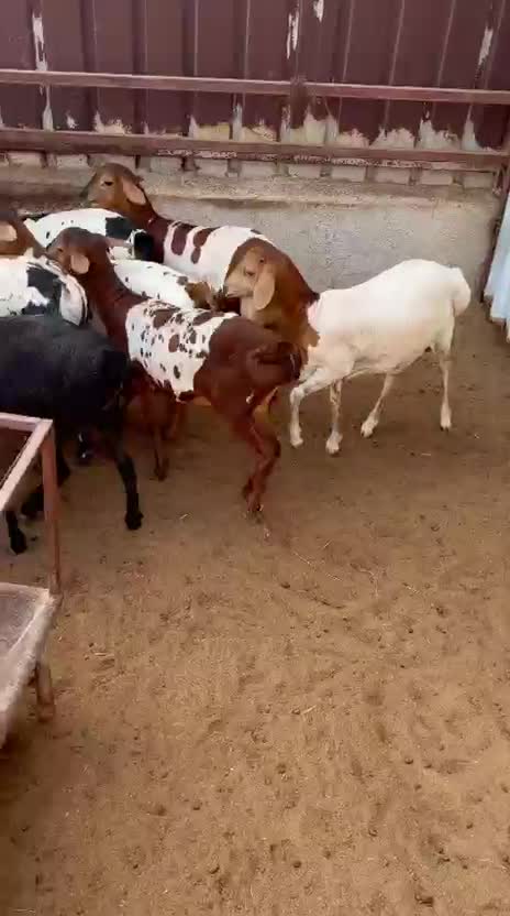  خال بربر انتاج - 4
