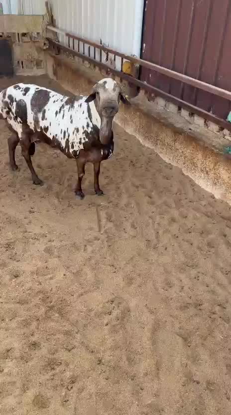 فحل بربر ككاوي  - 4