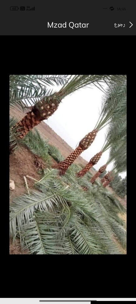 تنظيف النخيل - 1