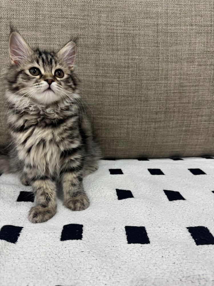 persian kitten - 2