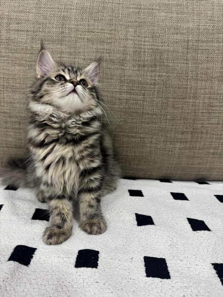 persian kitten - 1