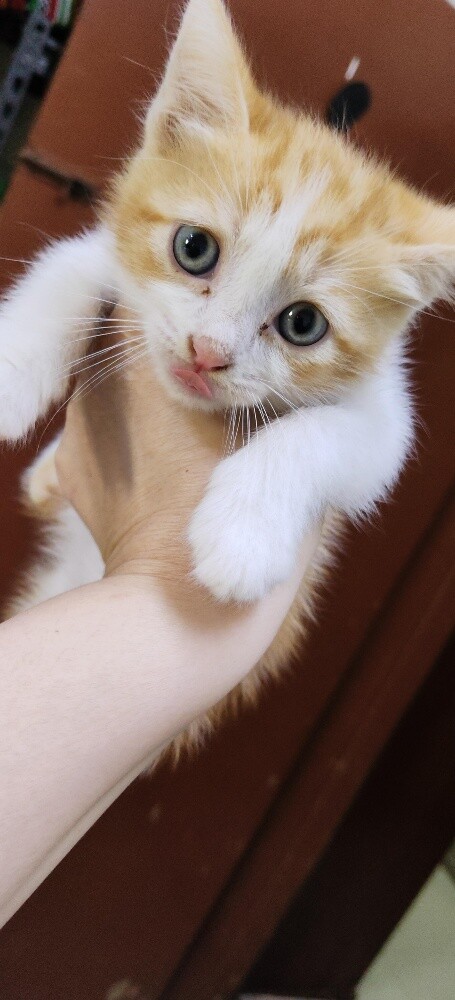 cat 2month - 2