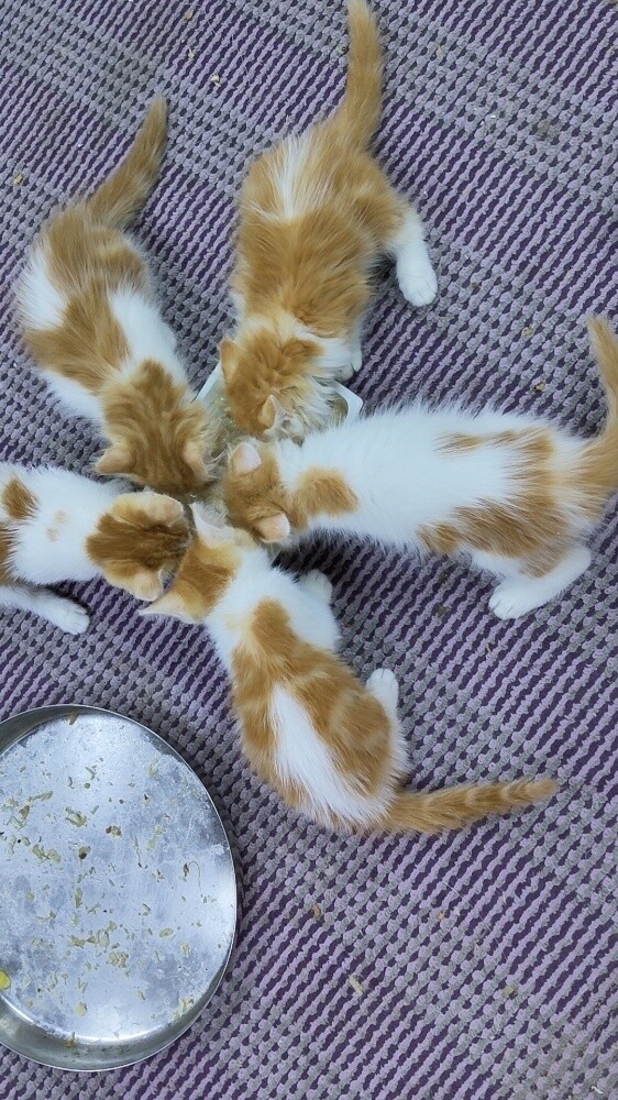 cat 2month - 1