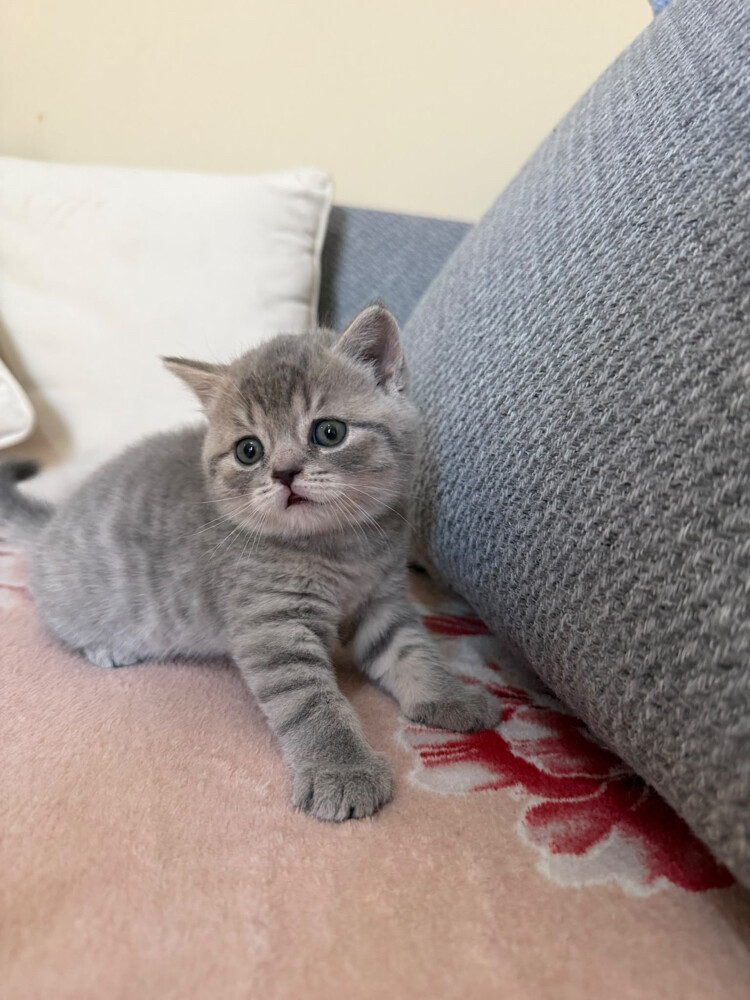 Scottish fold and British shorthair - 7
