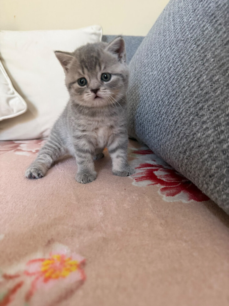 Scottish fold and British shorthair - 3