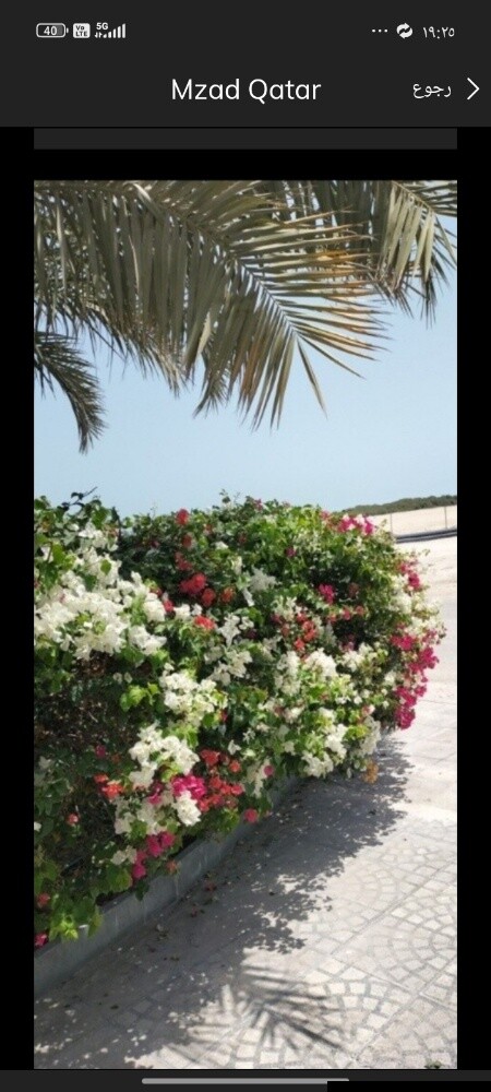 زراعه الورود - 1