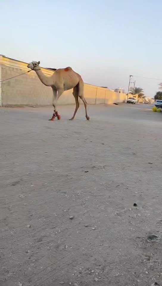 للبيع - 1