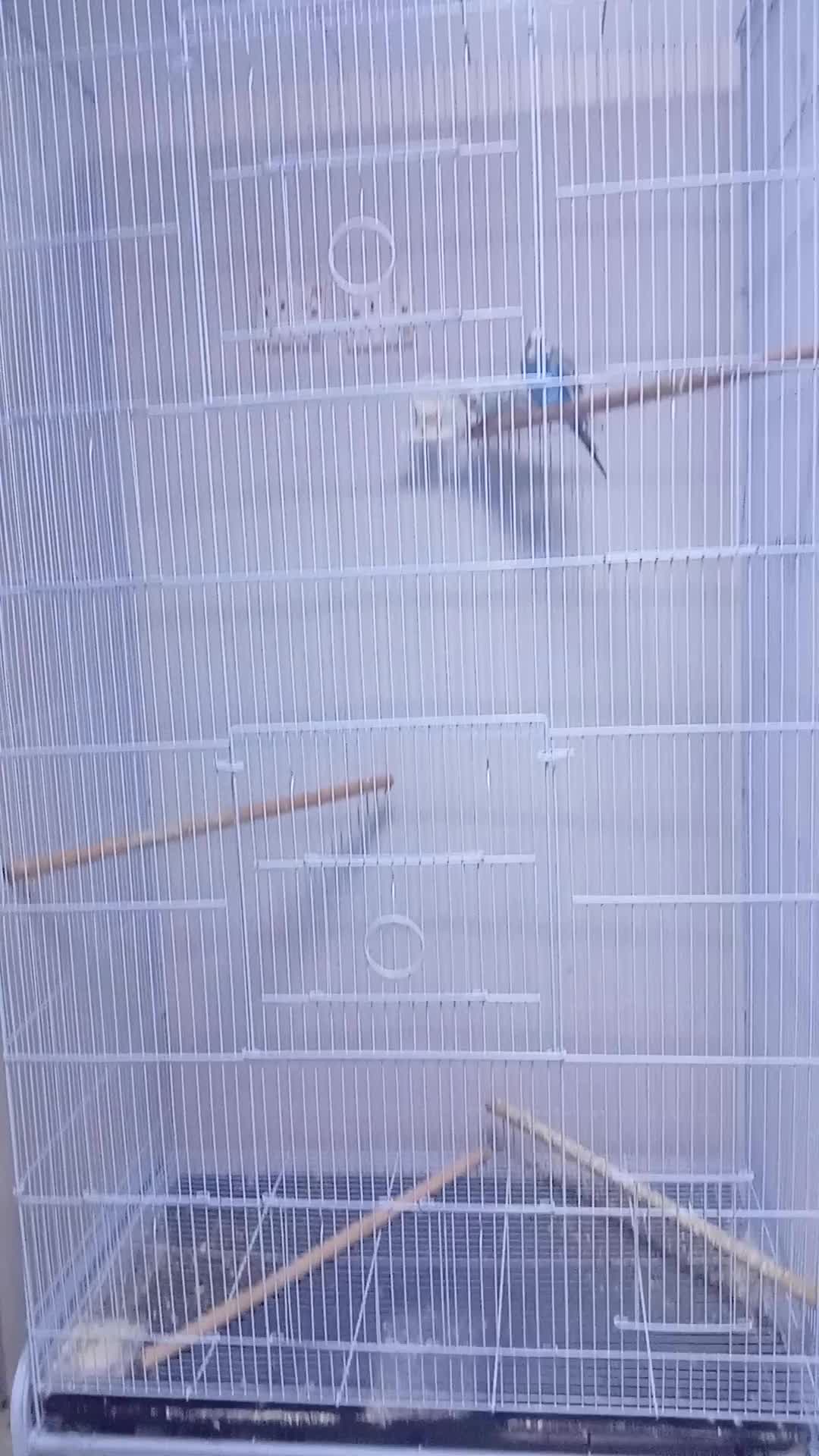 big cage - 3