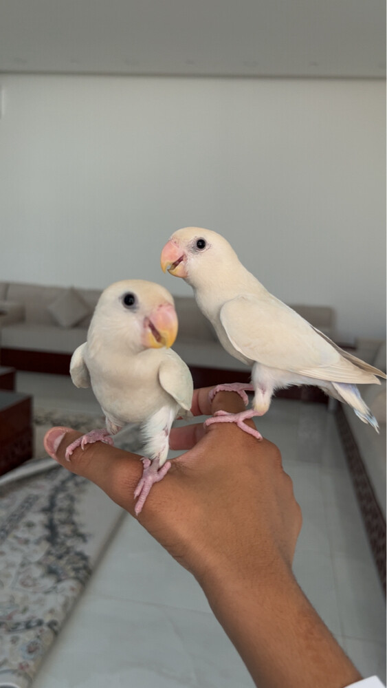 للبيع - 2