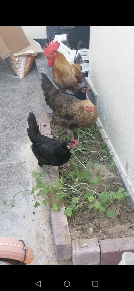 desi chiken for sale in qatar. cont - 1