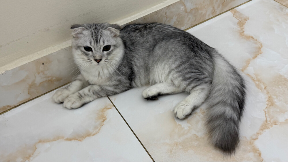 Cat for donation - 2