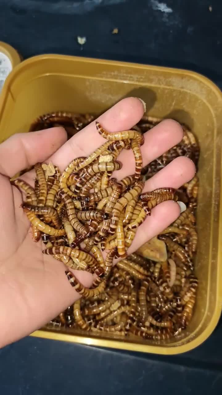 Alive superworms - 1