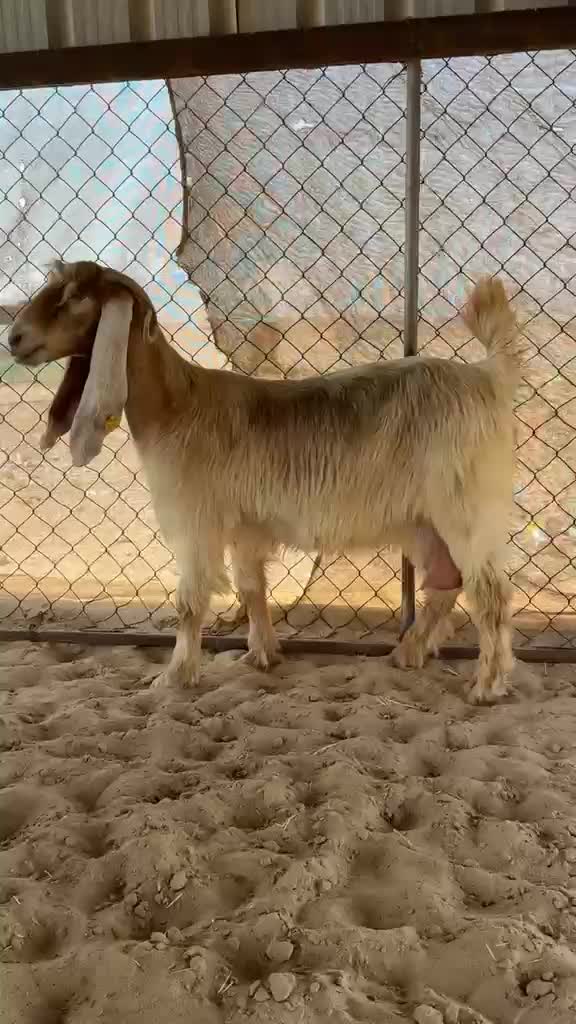 عنز صفرررا طيبه - 1