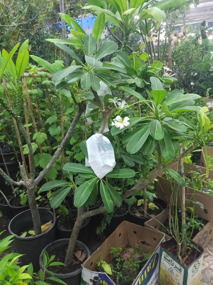 Garden and Agriculture - 6