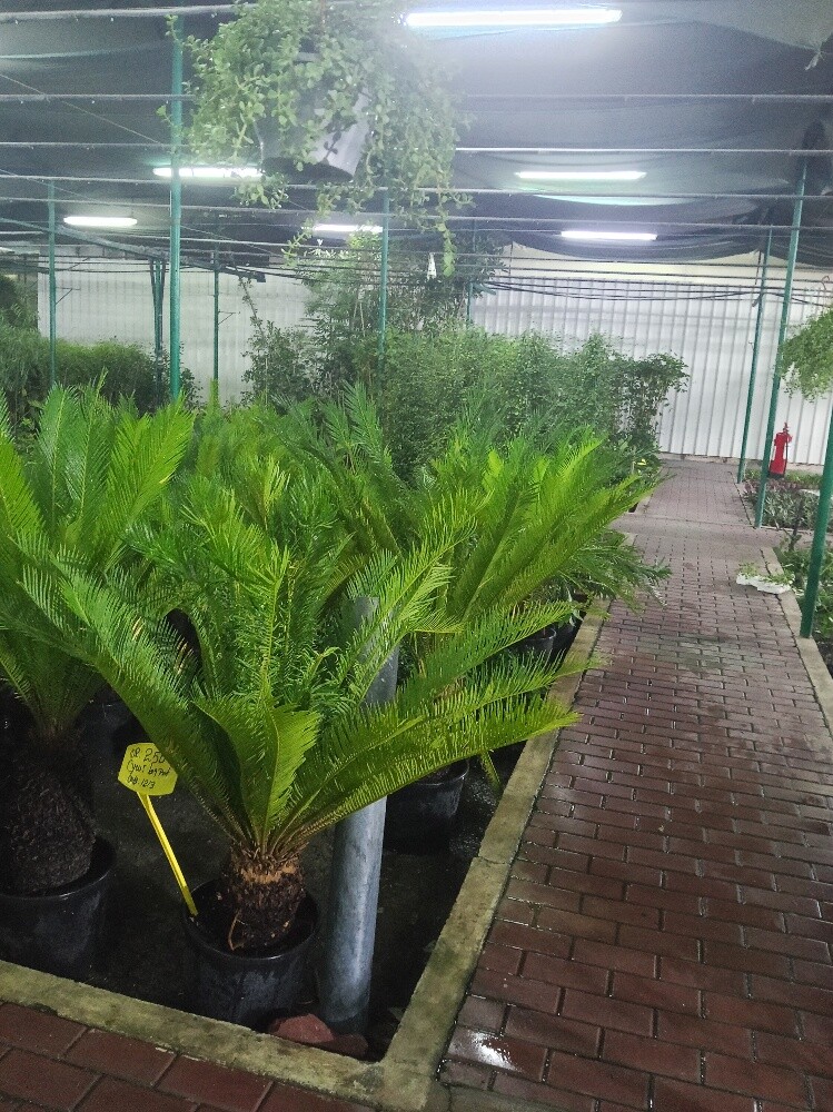 Garden and Agriculture - 2