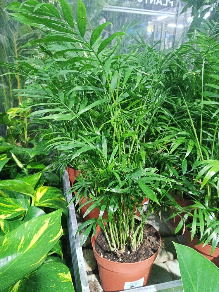 Garden and Agriculture - 4