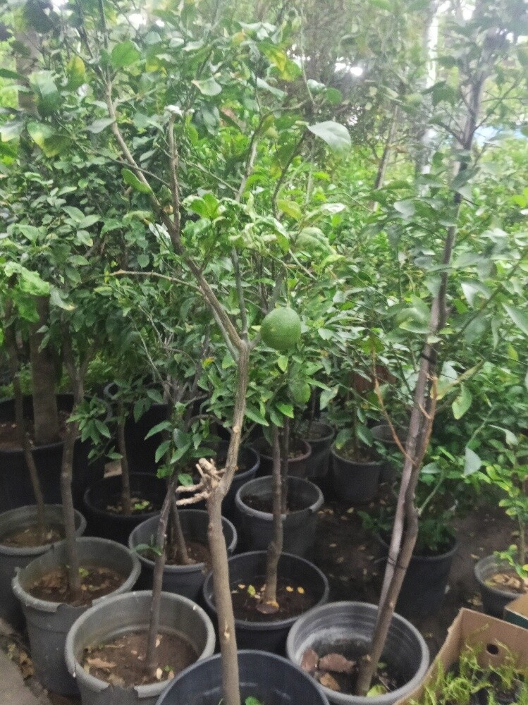 Garden and Agriculture - 5