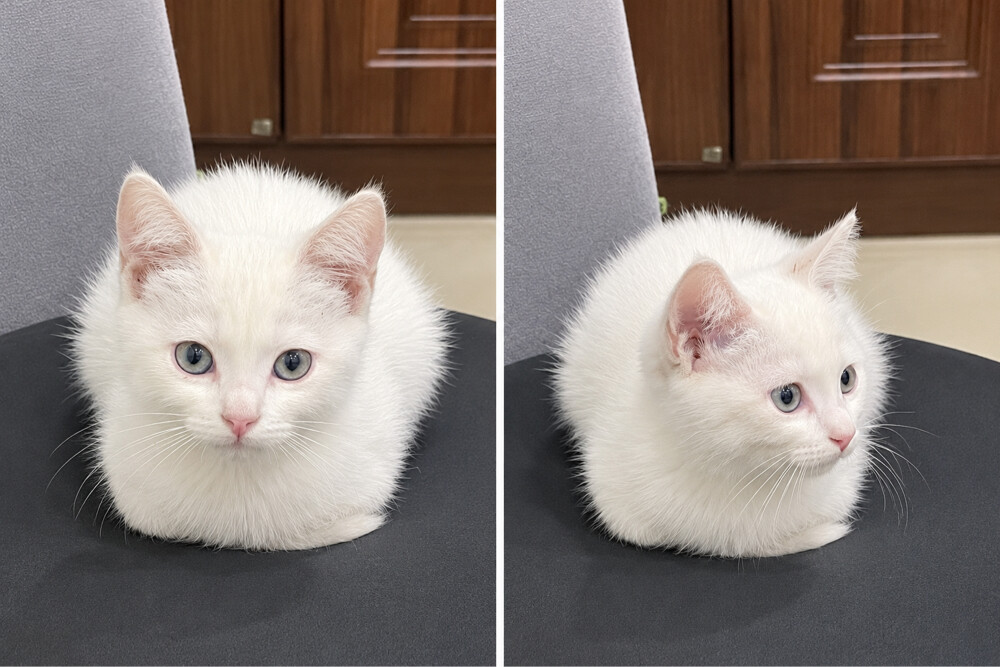 cats for free adoption  - 1
