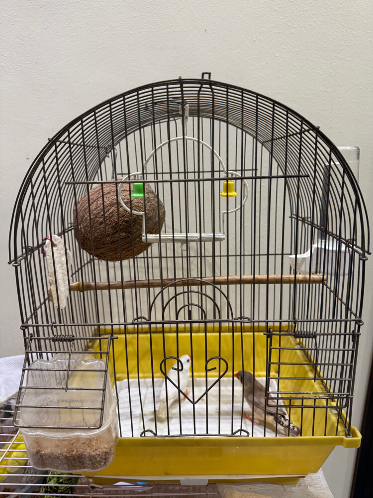 couple finsh with cage  - 2