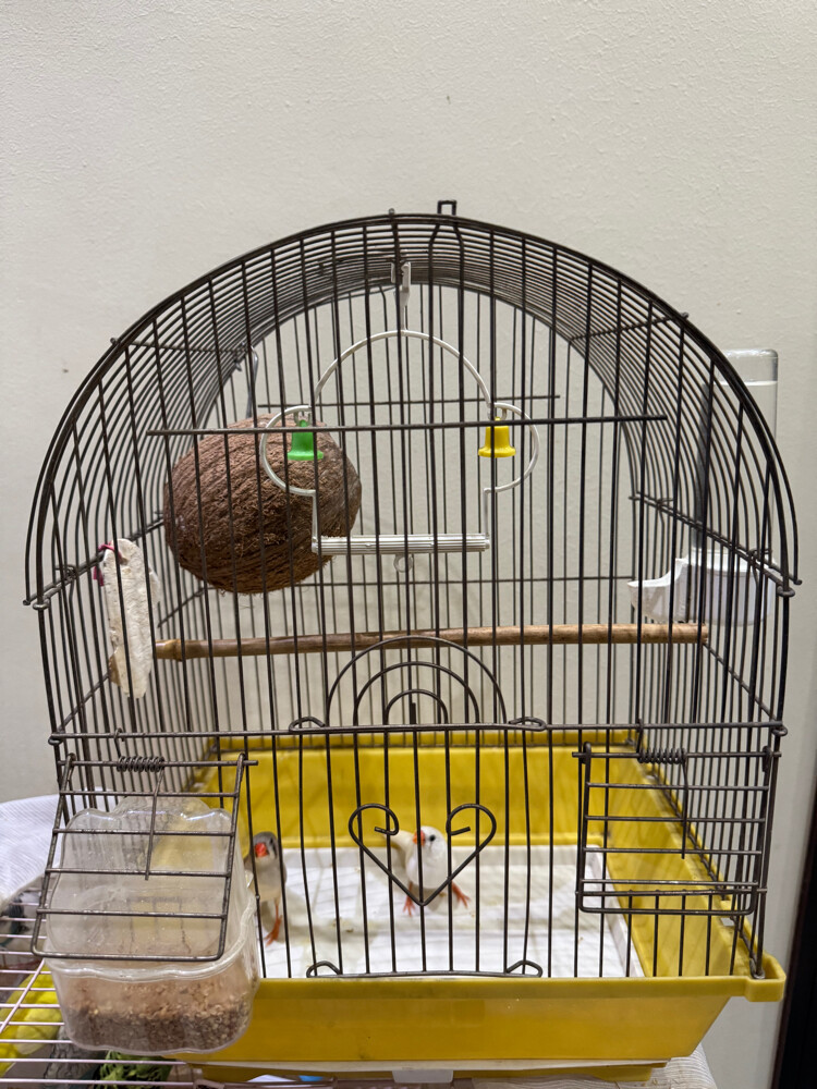 couple finsh with cage  - 3