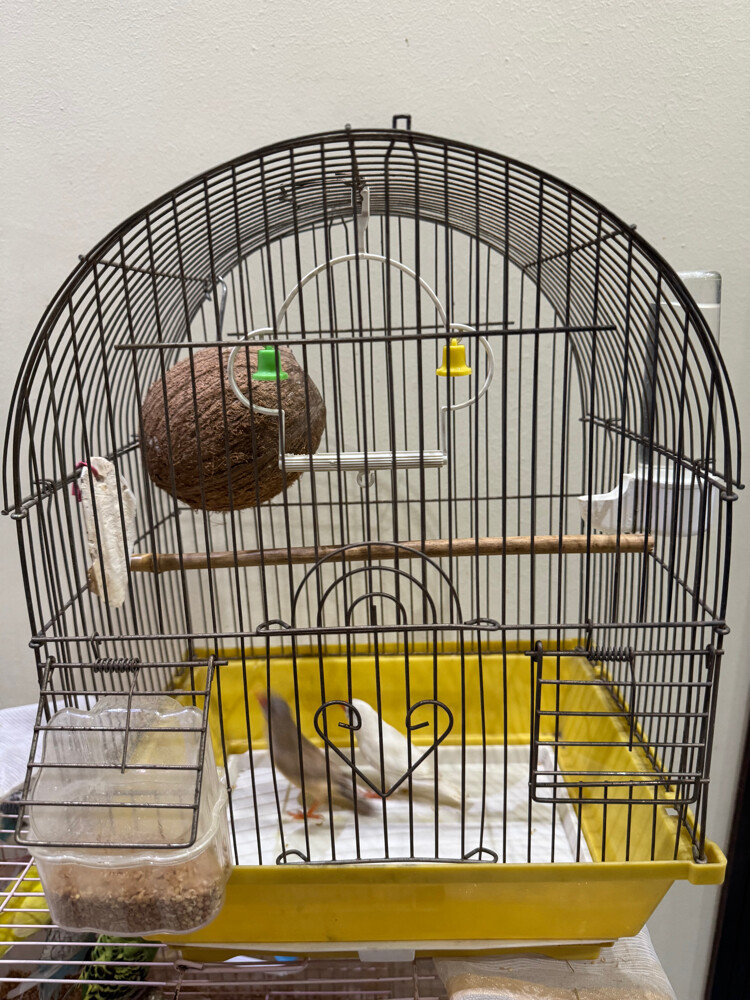 couple finsh with cage  - 1