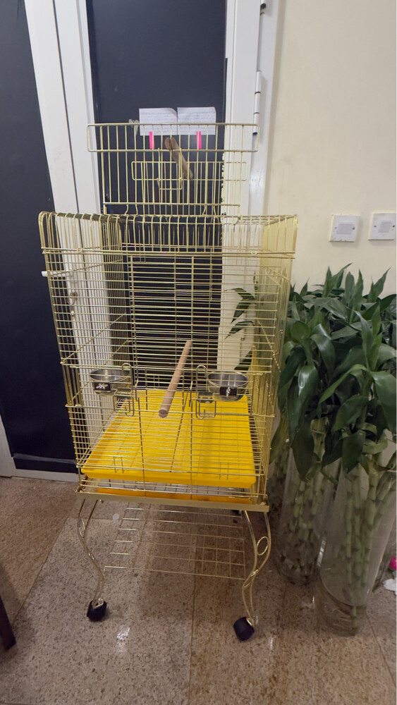 bird cage - 8