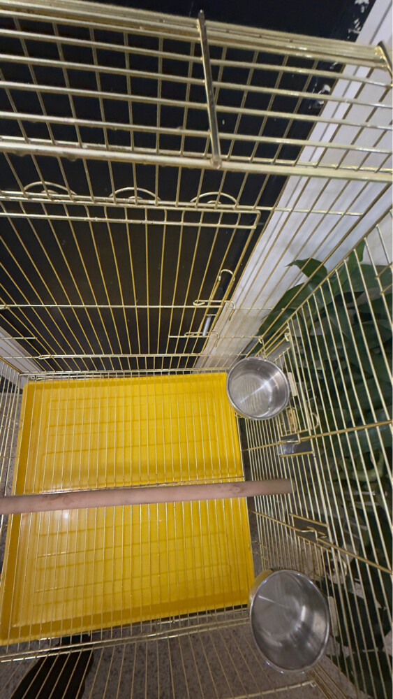 bird cage - 4