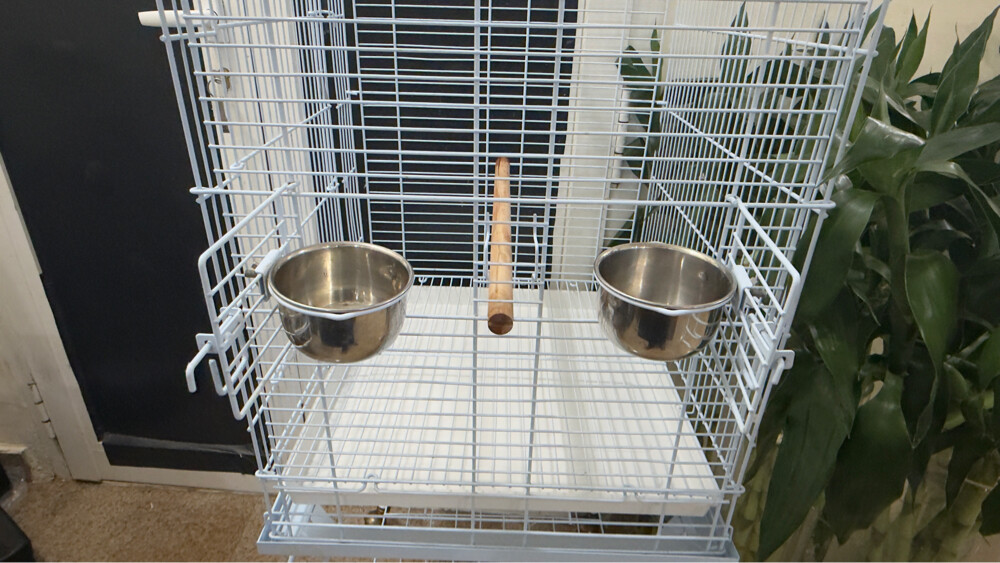 bird cage - 6