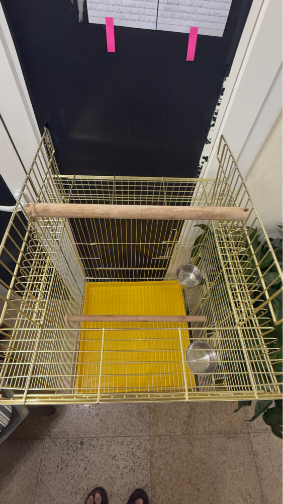 bird cage - 3