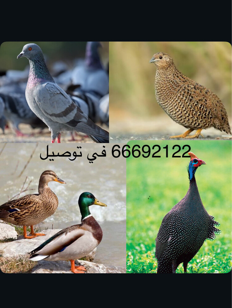 حمام دحول و عادي و زاجل  - 1
