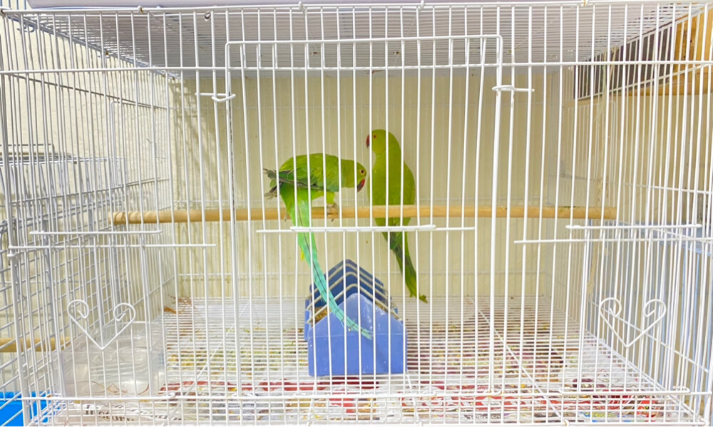 Green parrot 2 birds =Qr450 - 1