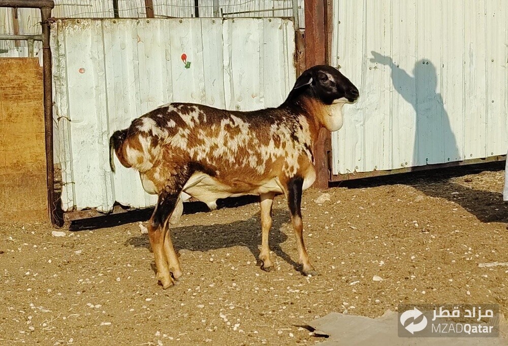 للبيع مشروع فحل بربري اعطر صنف - 1