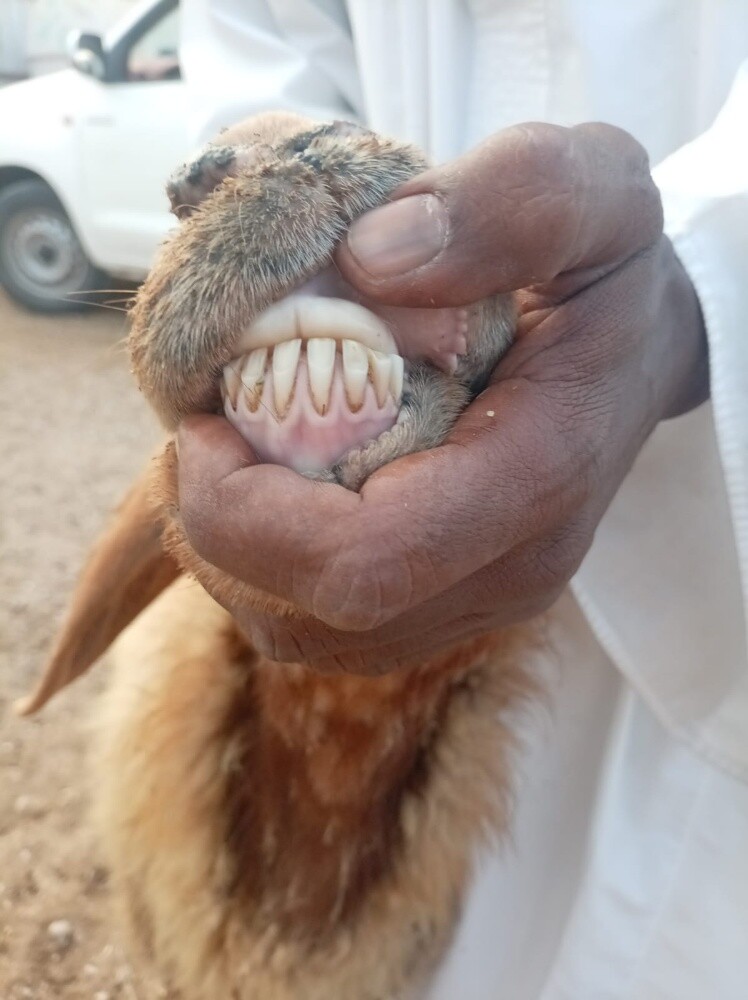 للبيع شويهات سوريه وليد ٠متاومة ط - 2