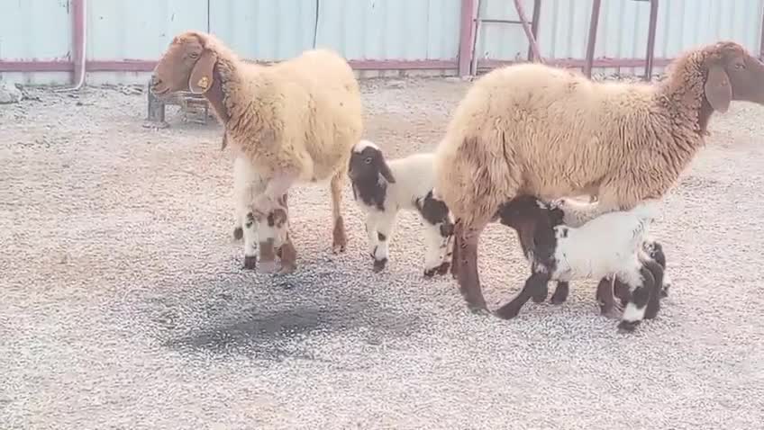 للبيع شويهات سوريه وليد ٠متاومة ط - 1