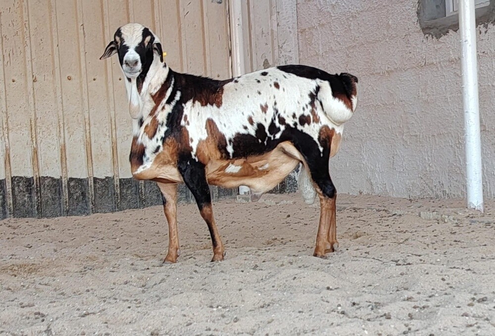 فحل بربري اعطر - 3