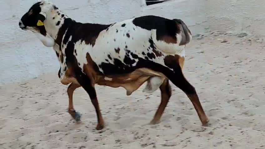 فحل بربري اعطر - 4