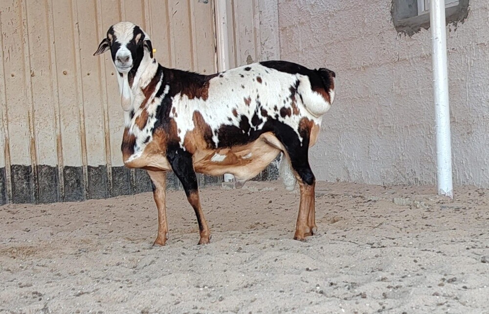 فحل بربري اعطر - 1