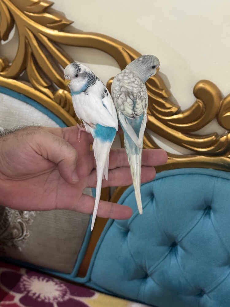 زوج بادجي اليف - 4
