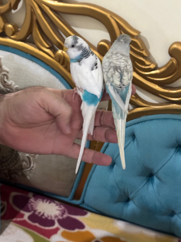زوج بادجي اليف - 1