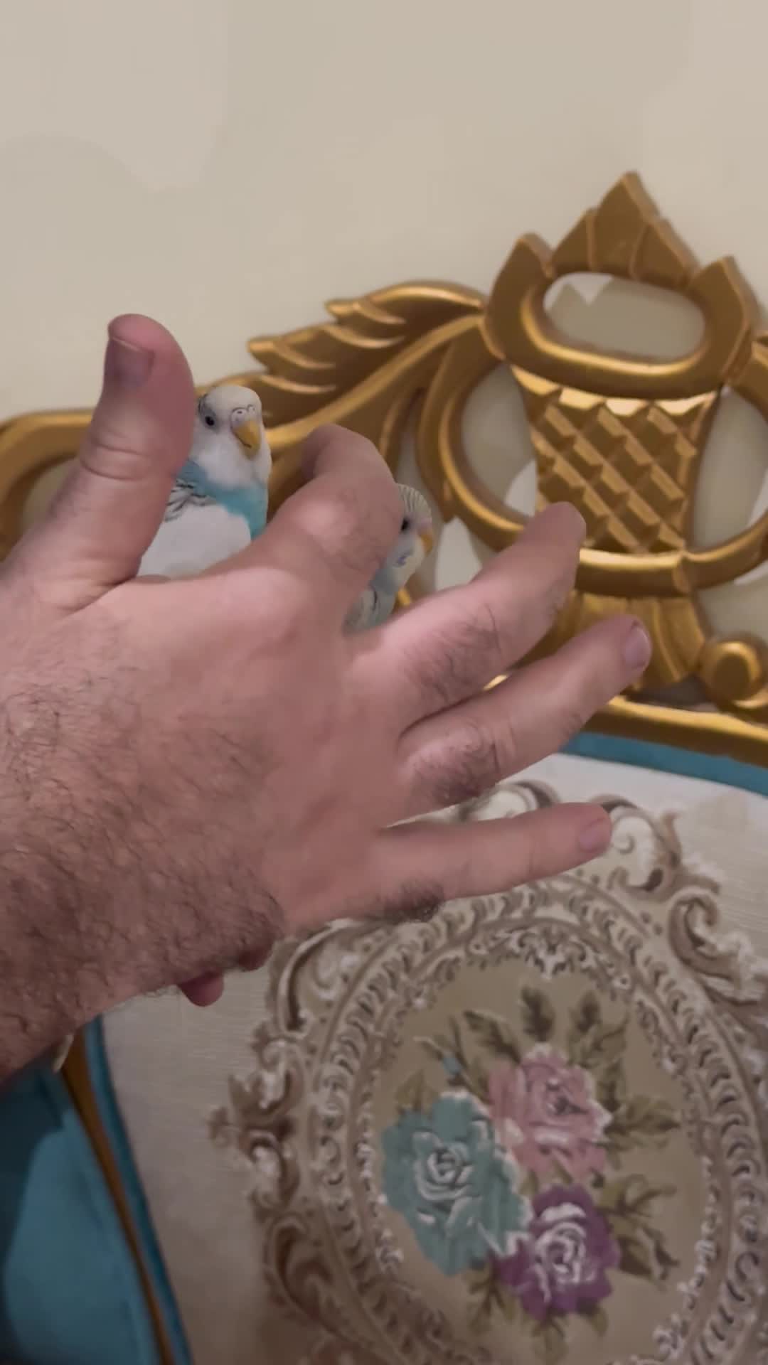 زوج بادجي اليف - 6