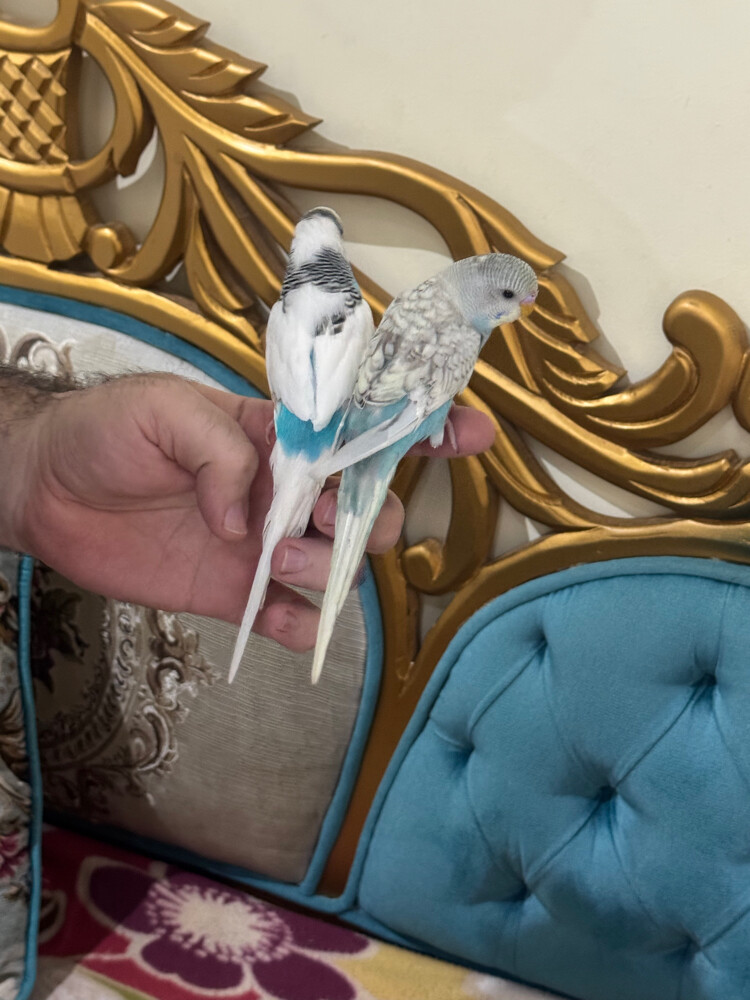 زوج بادجي اليف - 3